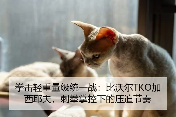 拳击轻重量级统一战：比沃尔TKO加西耶夫，刺拳掌控下的压迫节奏